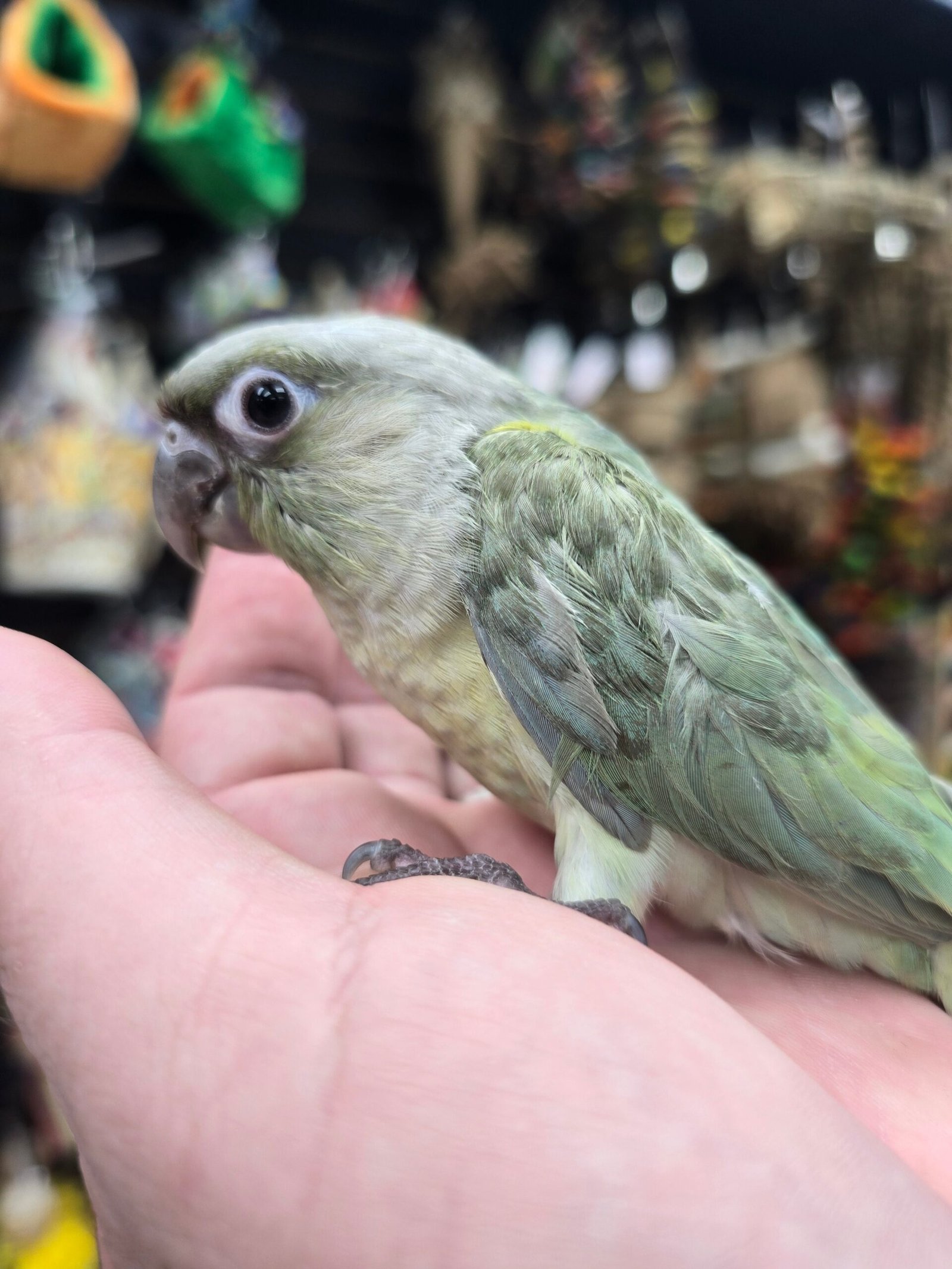 Conure Moon cheek - Image 2