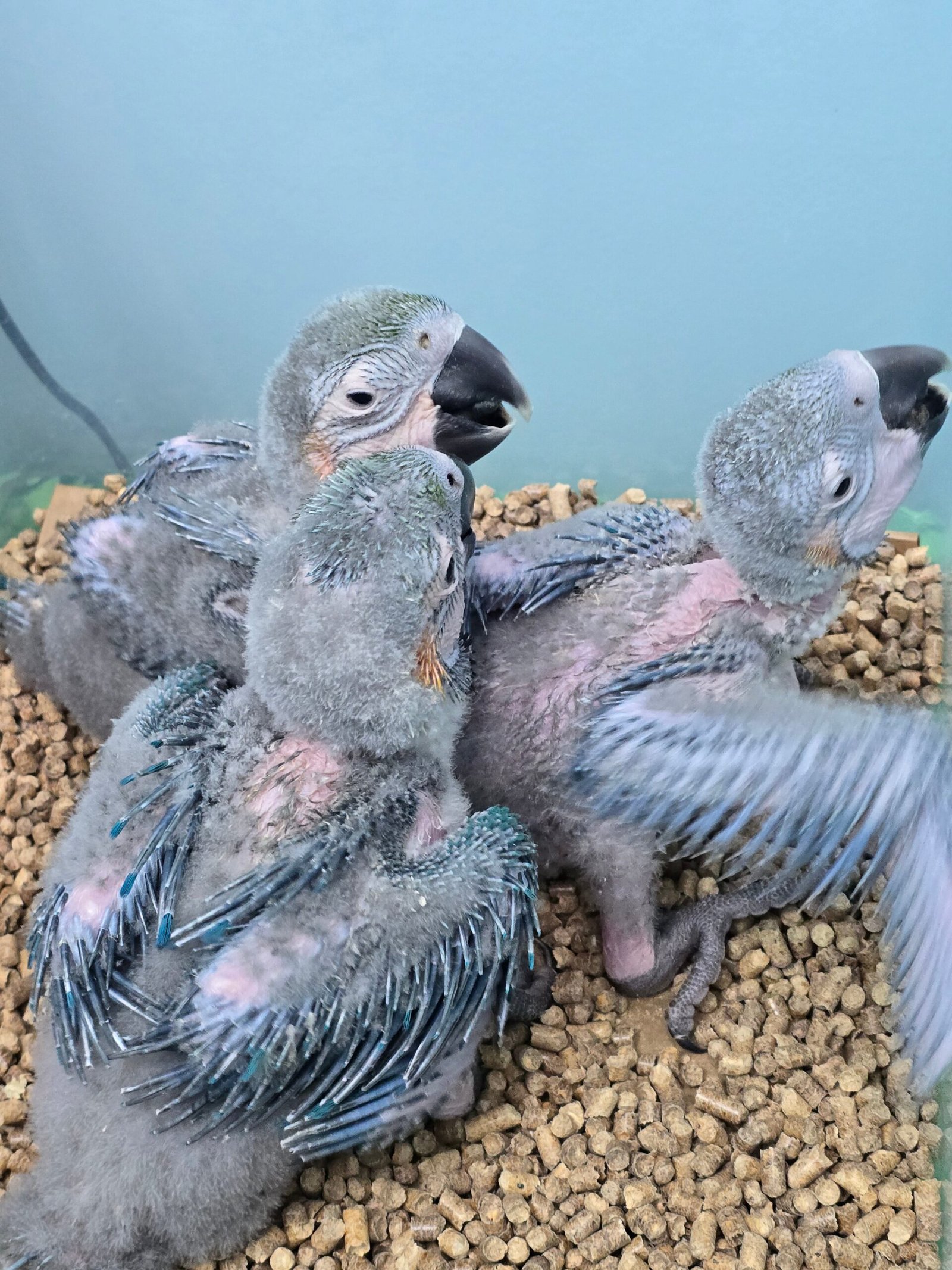 Macaw Blue & Gold - Image 2