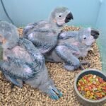 Macaw Blue & Gold