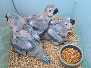 Macaw  Blue & Gold