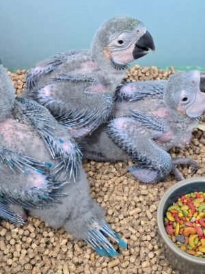 Macaw Blue & Gold