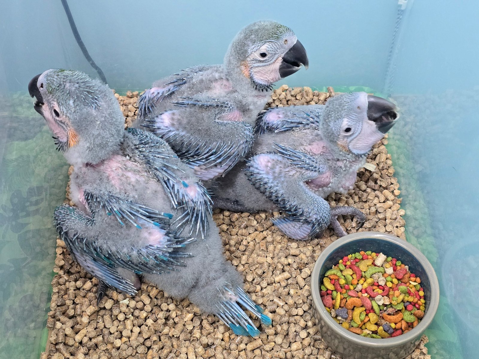 Macaw Blue & Gold