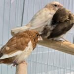 Finch Society