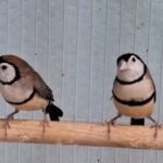 Finch Owl