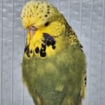 English Budgies -handfed