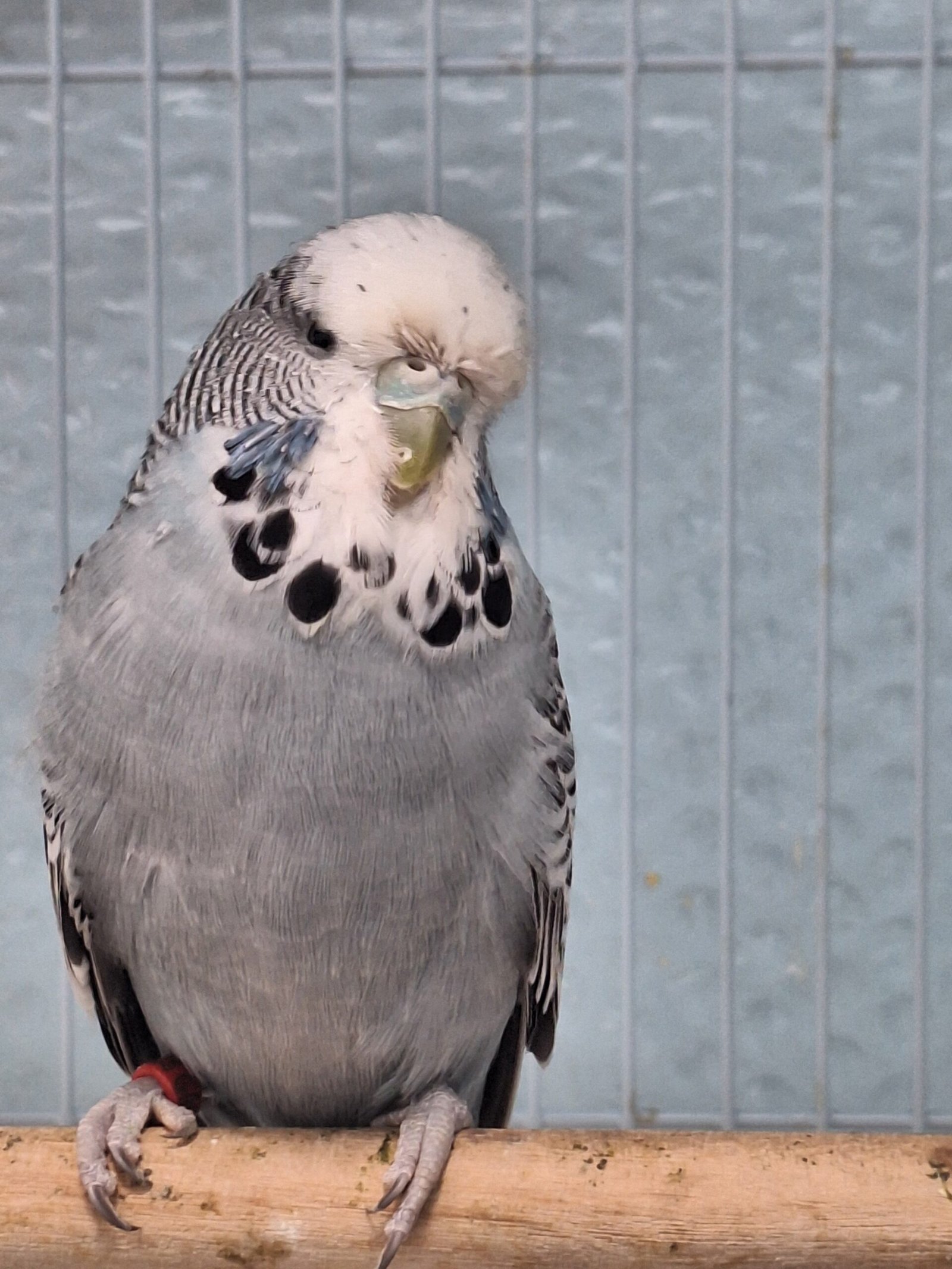 English Budgies - Image 2