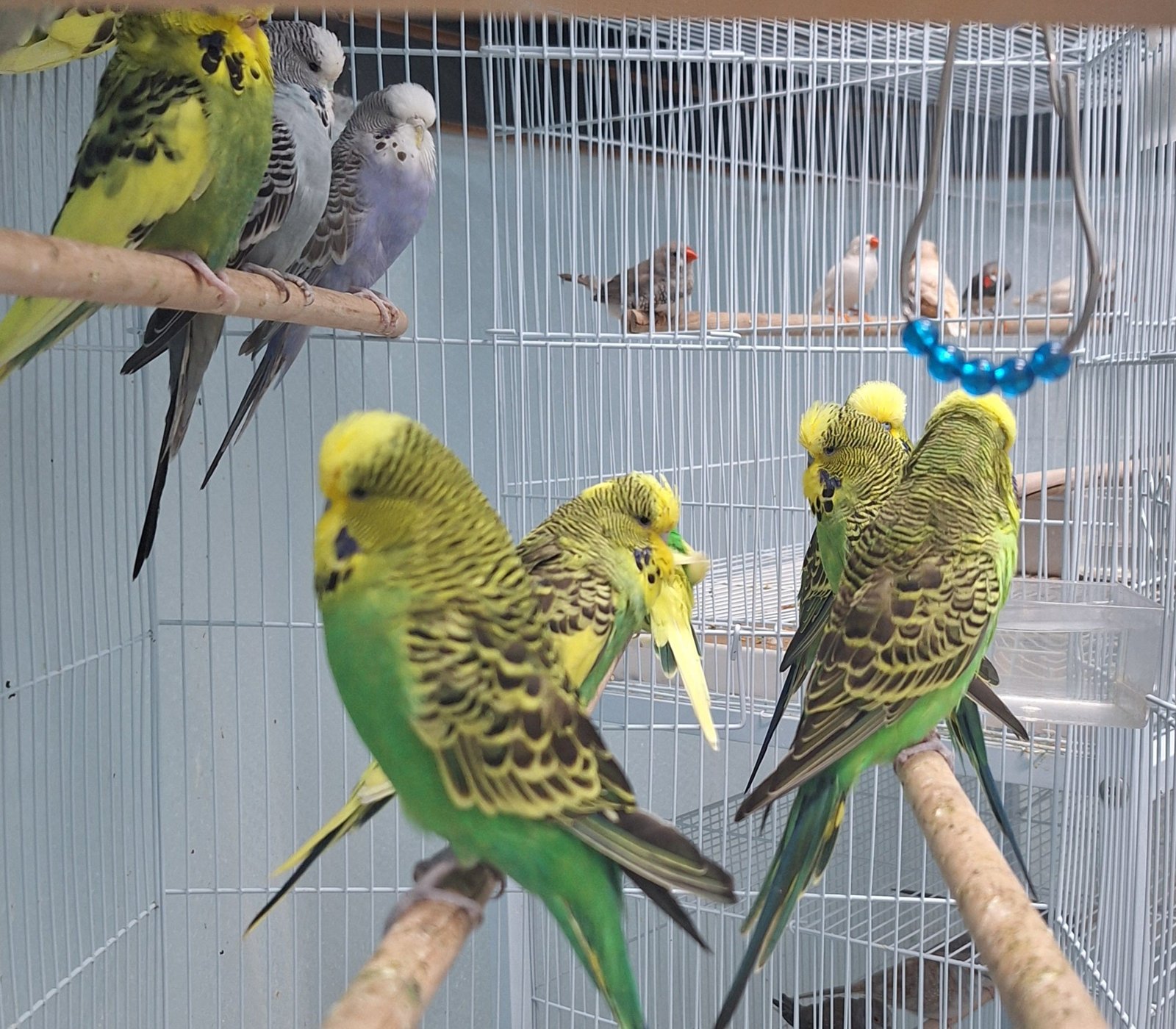 English Budgies - Image 3