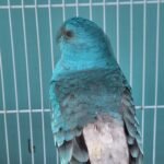Parakeet Red rump