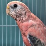 Parakeet Rosey Bourkes
