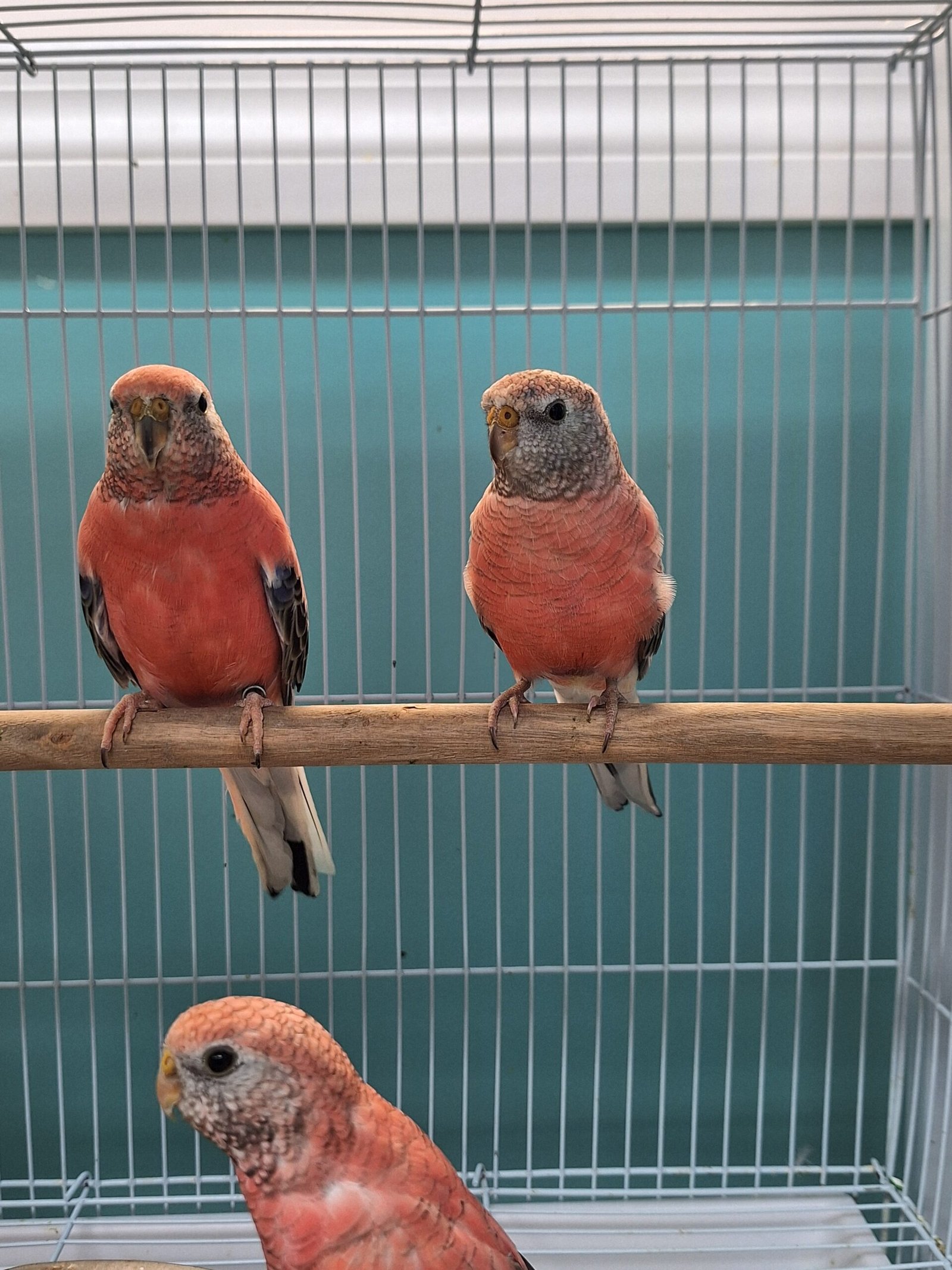 Parakeet Rosey Bourkes - Image 2