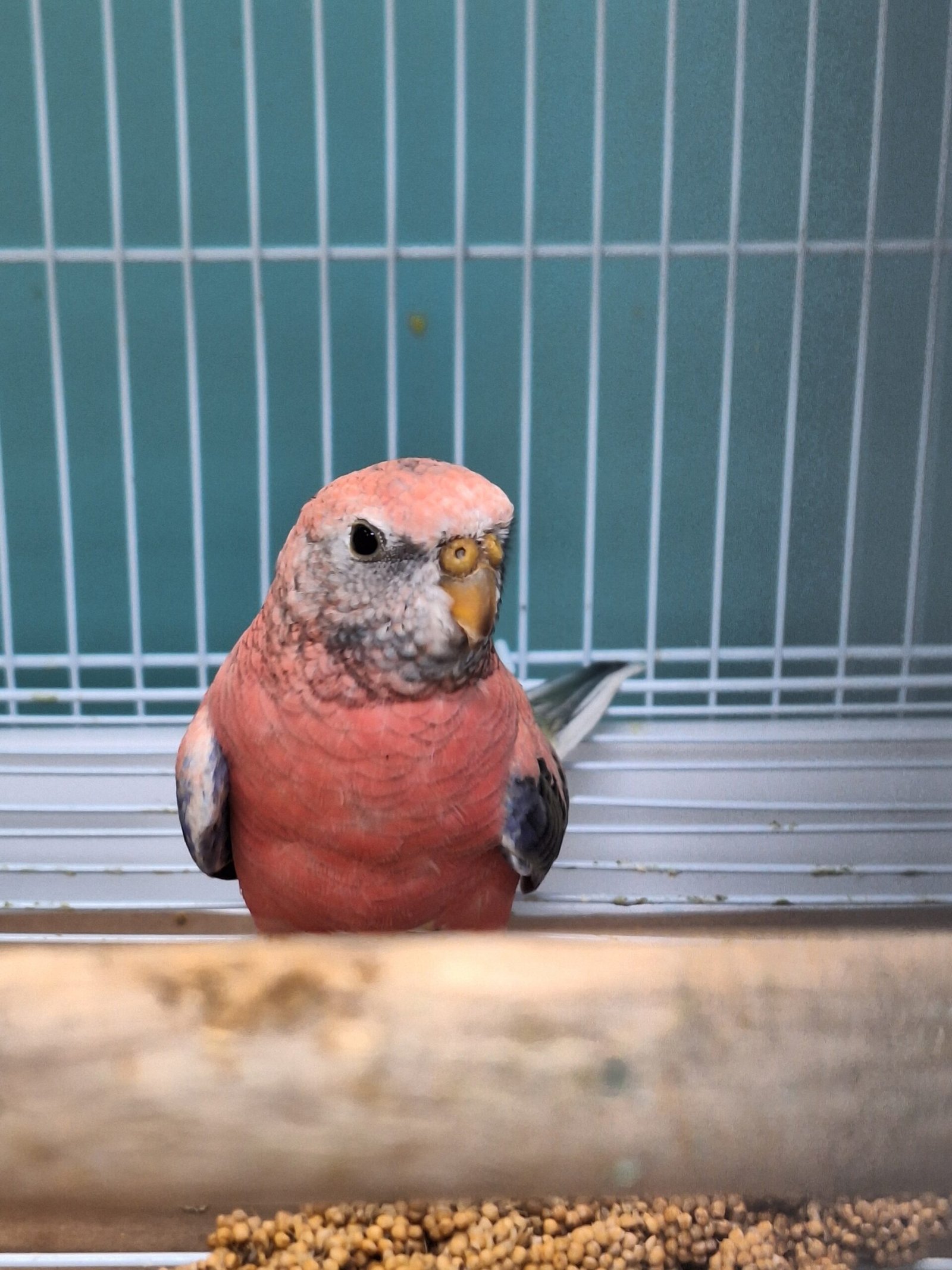 Parakeet Rosey Bourkes - Image 3