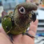 Conure Rosiefrons aka rose fronted