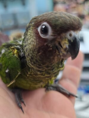 Conure Rosiefrons aka rose fronted