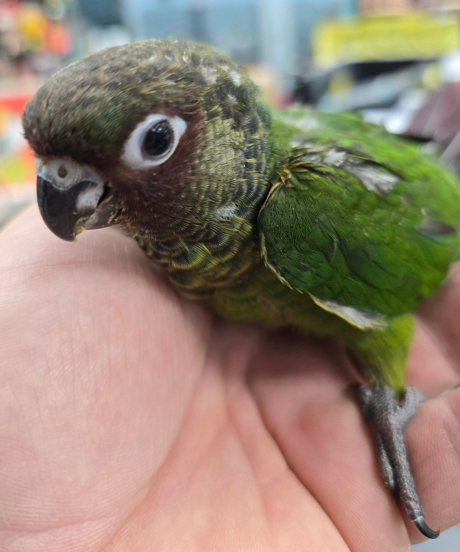 Conure Rosiefrons aka rose fronted - Image 2