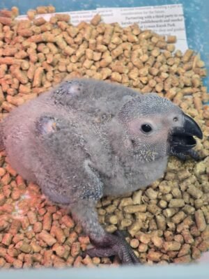 African Gray Congo - Image 2