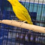 Finch Saffron