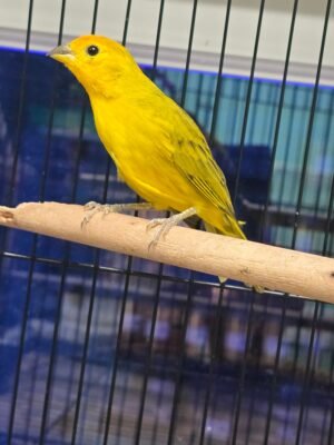 Finch Saffron