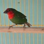 Finch Red headed parrot