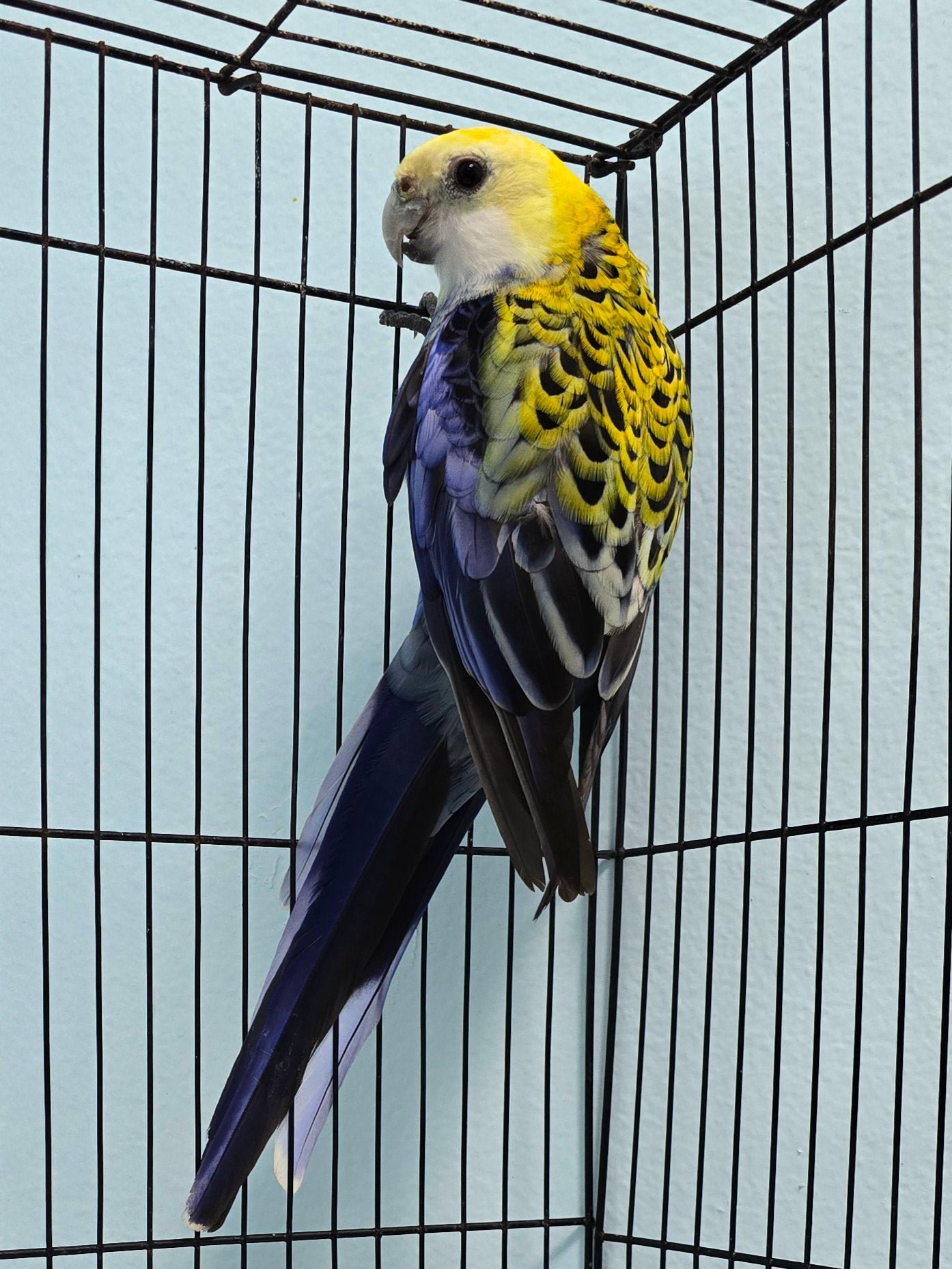 Rosella - Pale Head aka Mealy - Image 2