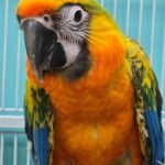 Macaw  Camelot High Yellow