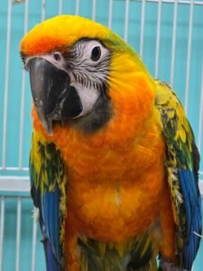 Macaw Camelot High Yellow