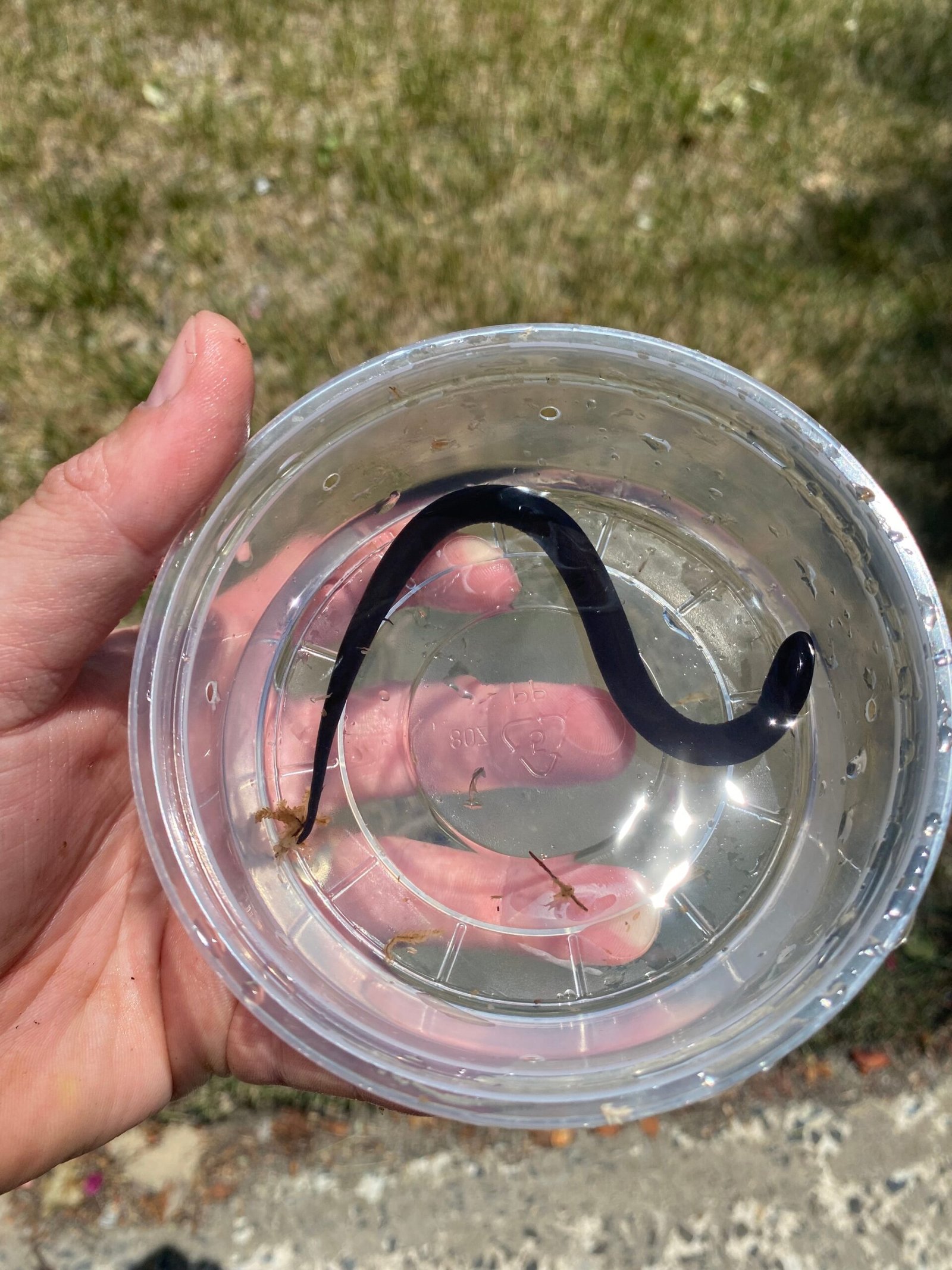 Two Toed Amphiuma CB Babies (Amphiuma means) - Image 2