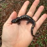 Spotted Salamanders (Ambystoma maculatum)