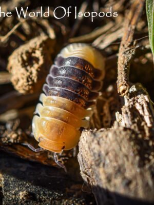 Rubber Bees