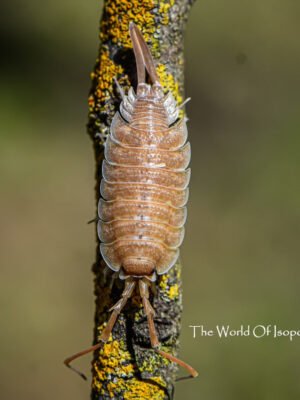 P. Nicklei