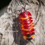 Ardentiella sp. Scarlets