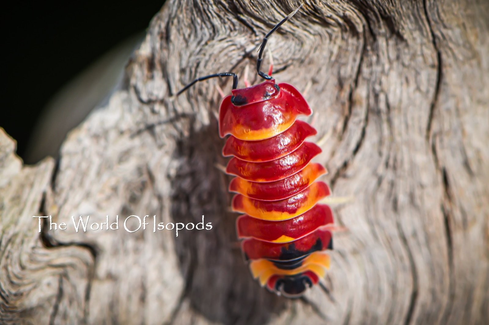 Ardentiella sp. Scarlets