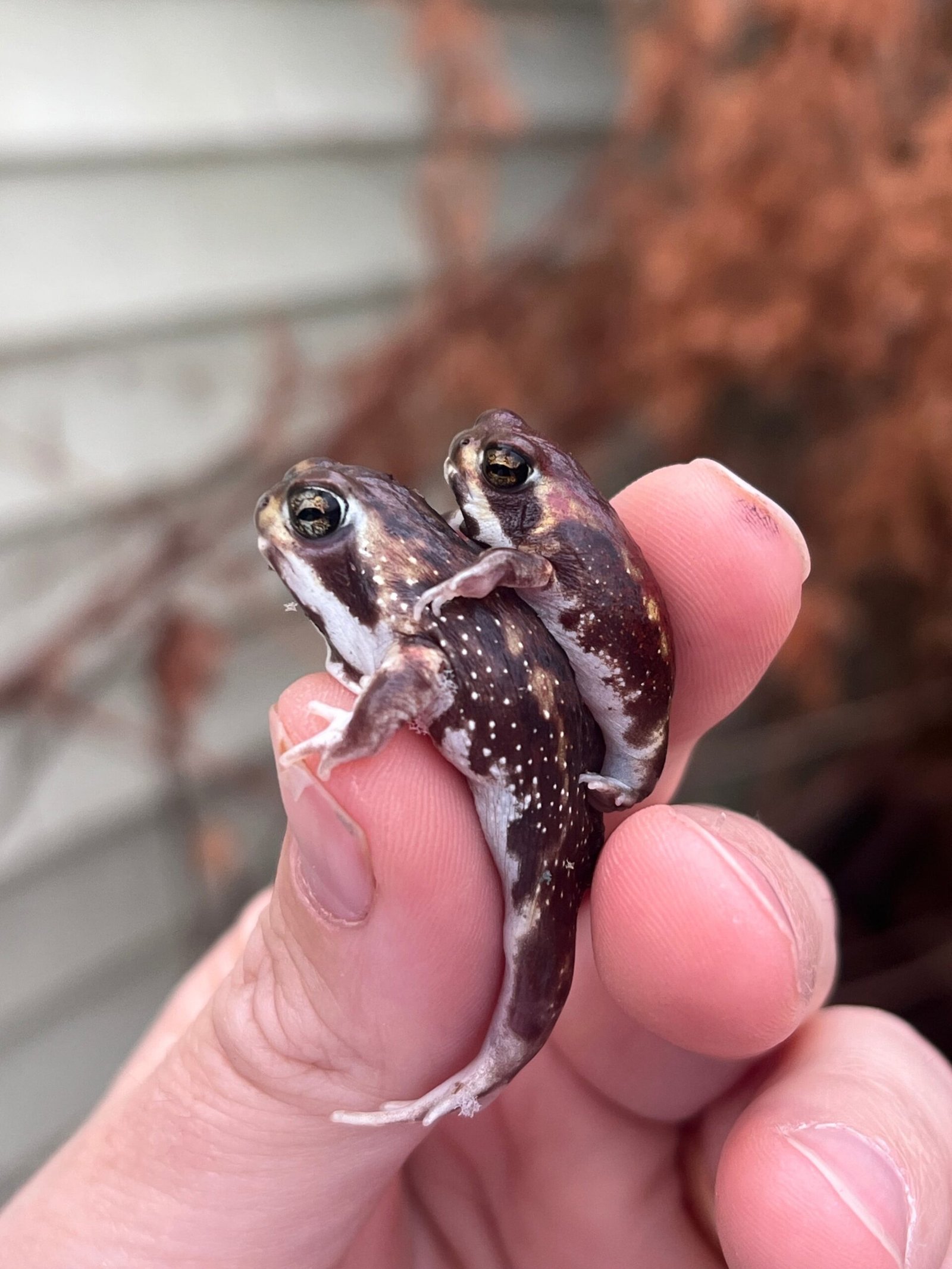 Mozambique Rain Frogs (Breviceps adspersus) - Image 10