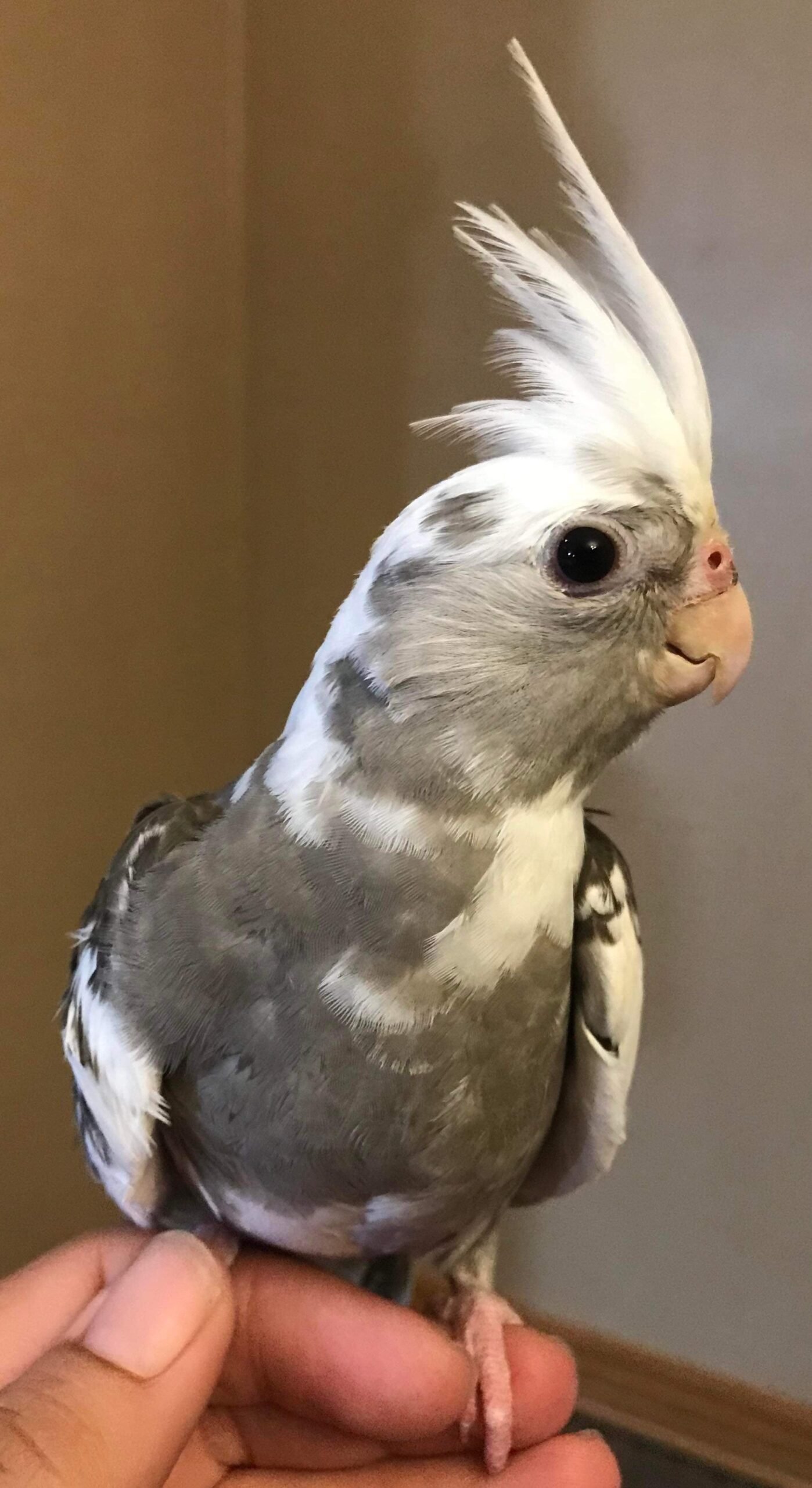 Cockatiel handfed babies - Image 2