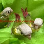 Conure Pineapple green cheek