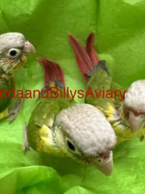 Conure Pineapple green cheek
