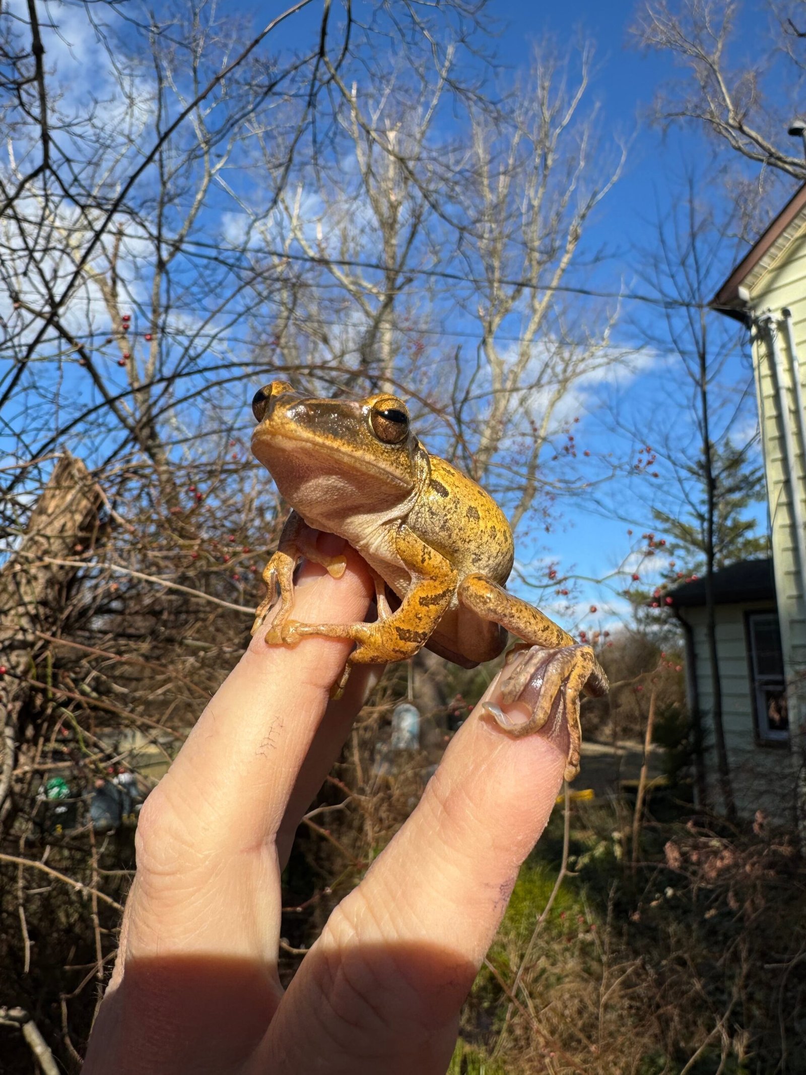 Golden Gliding Tree Frog (Polypedates leucomystax) - Image 5
