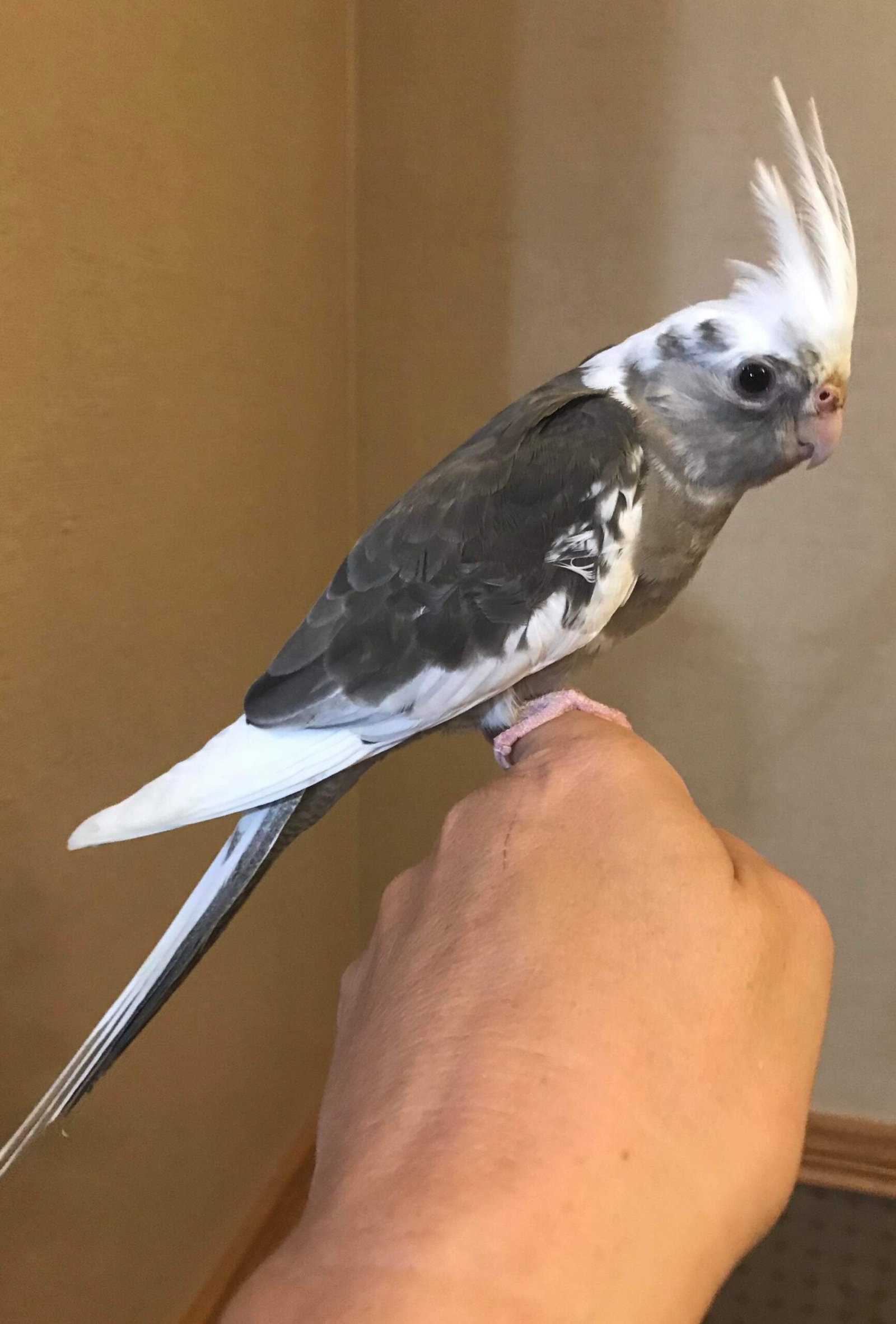 Cockatiel handfed babies - Image 6
