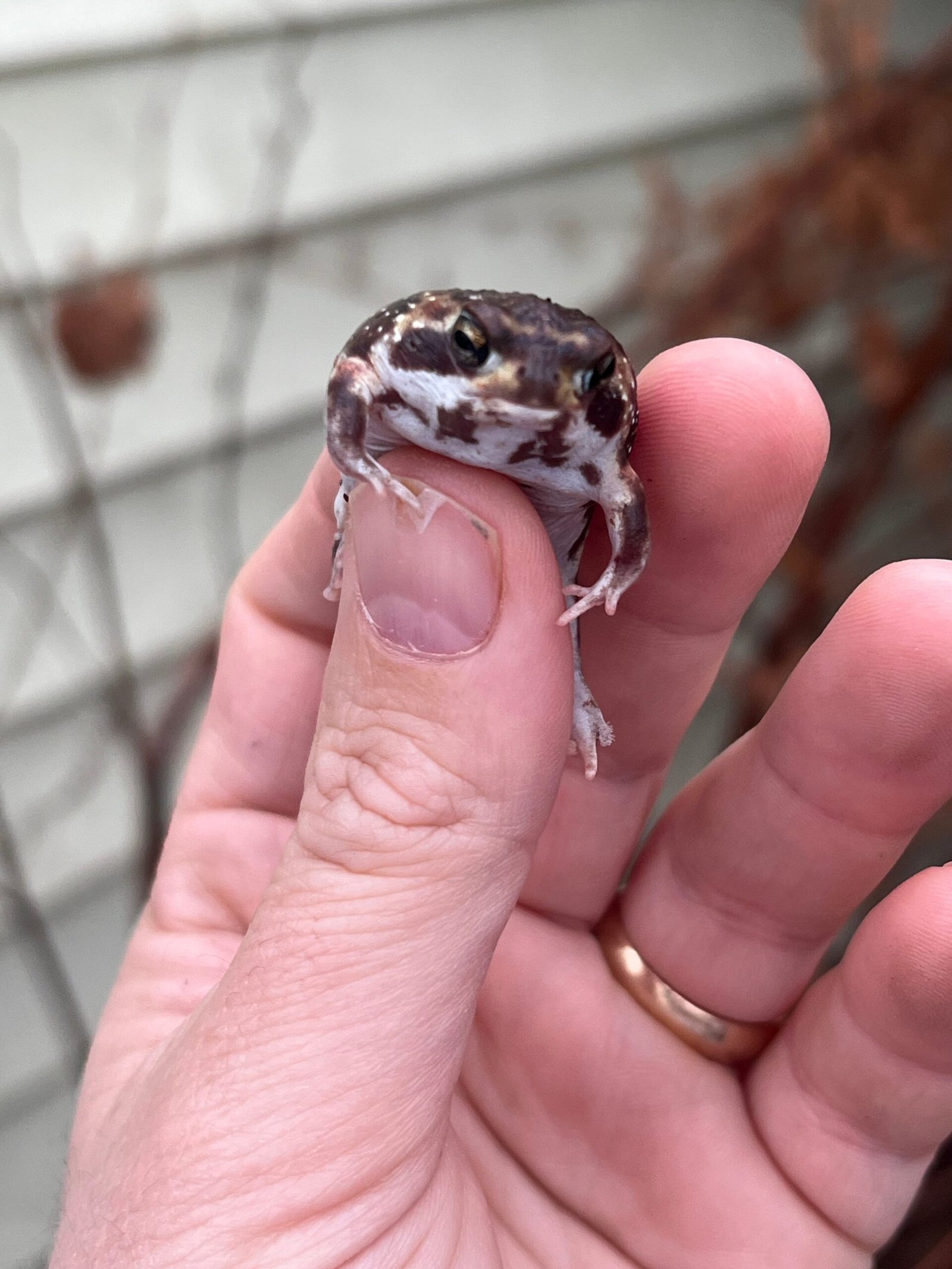 Mozambique Rain Frogs (Breviceps adspersus) - Image 5