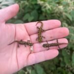 Marbled newt (Triturus marmoratus)