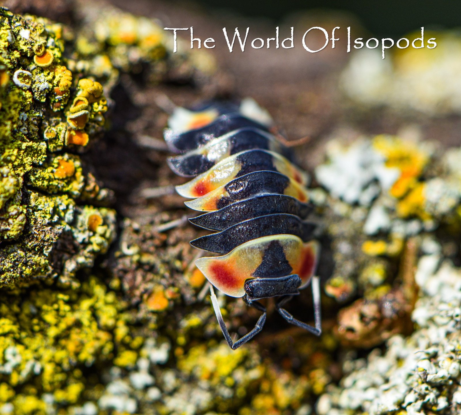 Ardentiella sp. Pastel - Image 2