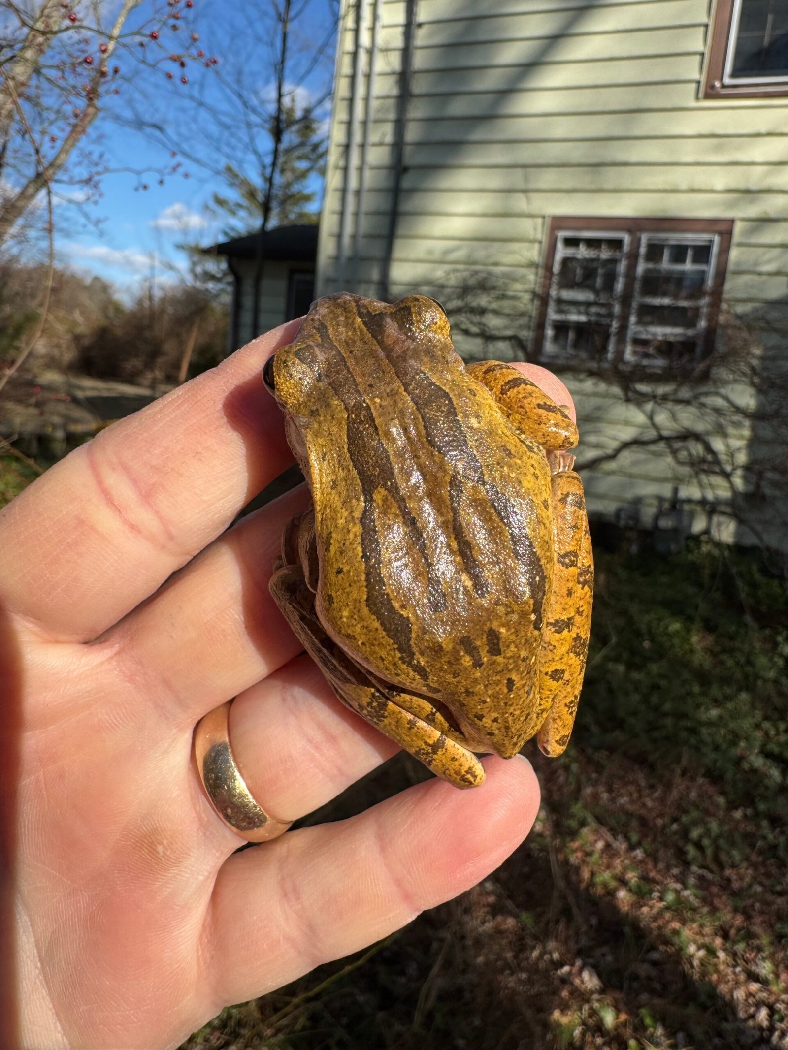 Golden Gliding Tree Frog (Polypedates leucomystax) - Image 2