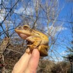 Golden Gliding Tree Frog (Polypedates leucomystax)