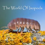 Armadillo officinalis "Red Spain Giant"