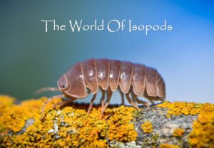 Armadillo officinalis "Red Spain Giant"
