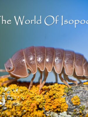 Armadillo officinalis "Red Spain Giant"