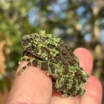 Vietnamese Mossy Tree Frog (Theloderma corticale)