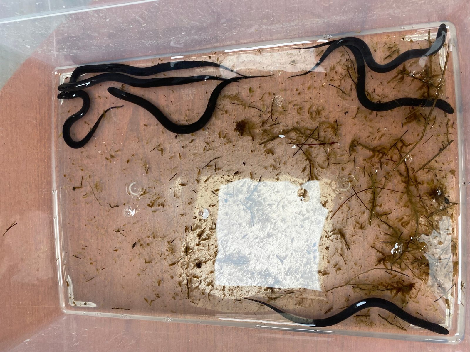 Two Toed Amphiuma CB Babies (Amphiuma means) - Image 5