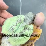 Indian Ringneck Emerald suffuse