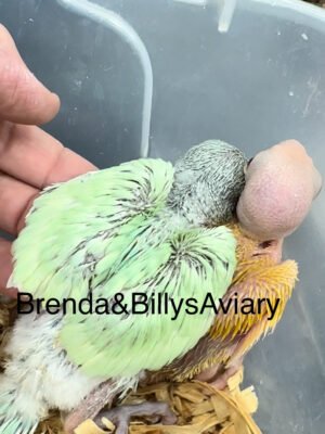 Indian Ringneck Emerald suffuse