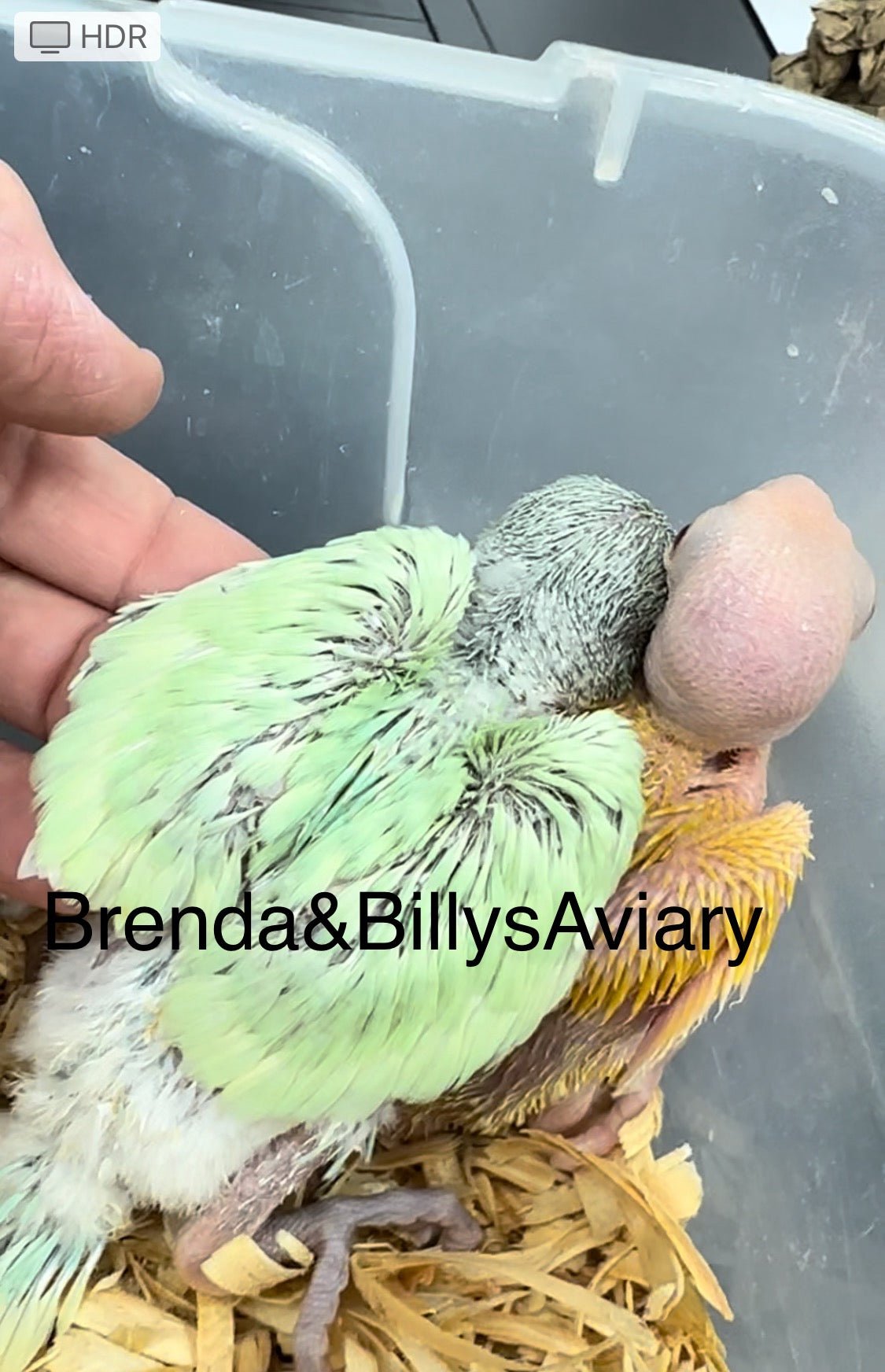 Indian Ringneck Emerald suffuse